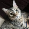 Mica profil fotoğrafı