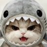 ˚ 𐙚₊ 𝐋𝐢𝐧𝐠𝐋𝐨𝐦 🐈⬛ ྀི 的头像