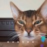Profilbild von clsyres