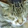 Фото профиля れなにゃん