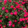 Profilbild von Rose