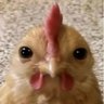 喵 profil fotoğrafı