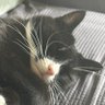 Profilbild von Celadon