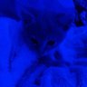 Profilbild von I6y :3