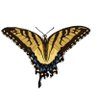 SIDDqlo's profile picture