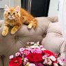 shada elfallah profil fotoğrafı