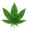greengrow_'s profile picture