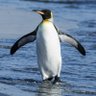 Penguin 🐧🌼 的头像