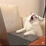 Neil's profile picture