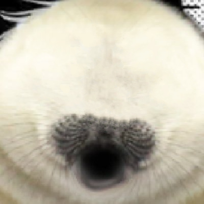 ChubberDunkus's profile picture