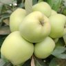 Фото профиля ذو الفقار