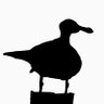 Chunky_Seagull profil fotoğrafı