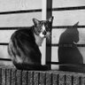 Shota_Kikuchi profil fotoğrafı