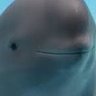morphometrician's profile picture