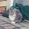 蝦夷猫お福's profile picture