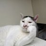 サスケくん profil fotoğrafı