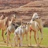 Фото профиля بن نجوان