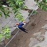 Sachin Rastogi profil fotoğrafı