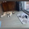 Foks❤️Peluş 的头像