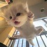 miaw miaw's profile picture