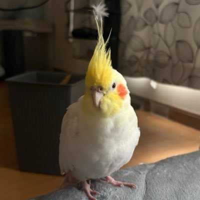 muimui0525's profile picture