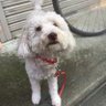 みっちーの愛犬's profile picture