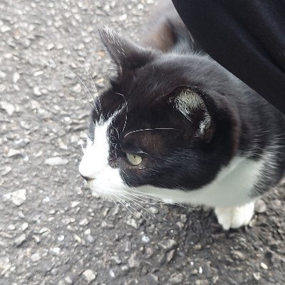 よしおか's profile picture