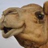 أمير الحرووف's profile picture