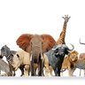 Wild World Animal 🐊🐅🇱🇷🇱🇷's profile picture