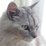 リリィ profil fotoğrafı
