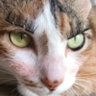 Profilbild von 😡นางร้ายป้ายเหลือง😼