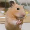 Profilbild von 足りないのは勇気と覚悟