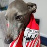 Profilbild von Greyhound Athleticazle