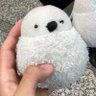 りっちー🎹🐰🐉(1ヶ月猫化)'s profile picture