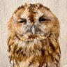 Roberto Blandestine's profile picture