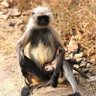 Mowgli🐒's profile picture