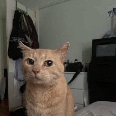 mahmoudeinoo's profile picture