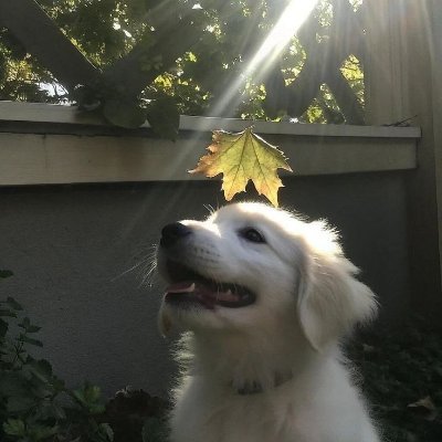 Juancaramosb's profile picture