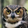 🌿 Nature & wildlife 🌿 profil fotoğrafı