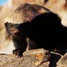 Фото профиля Honey Badger
