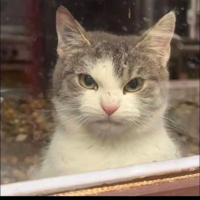 Rana Elbanawany's profile picture