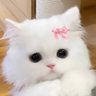 smol cat 的头像