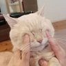 （有）なんしょんな！ 的头像