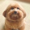 loha's profile picture