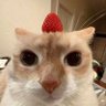 ChocoTorta's profile picture