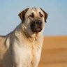 Фото профиля Çayırdaki Kangal