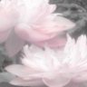 Profilbild von . ݁˖໒꒰ྀི。- ˕ -。꒱ྀི১