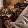 Khan's profile picture