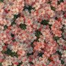Фото профиля خاتون