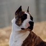 Jane bennion's profile picture